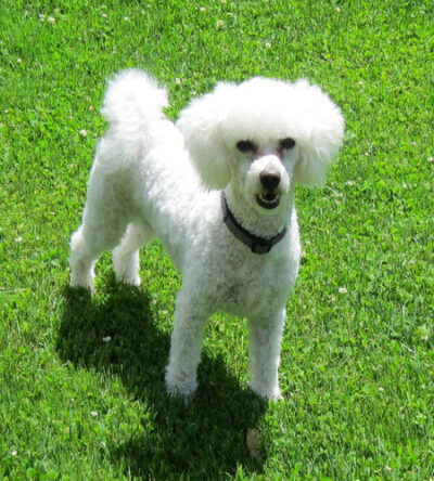 Leo_Poodle_2026 Leo the white poodle