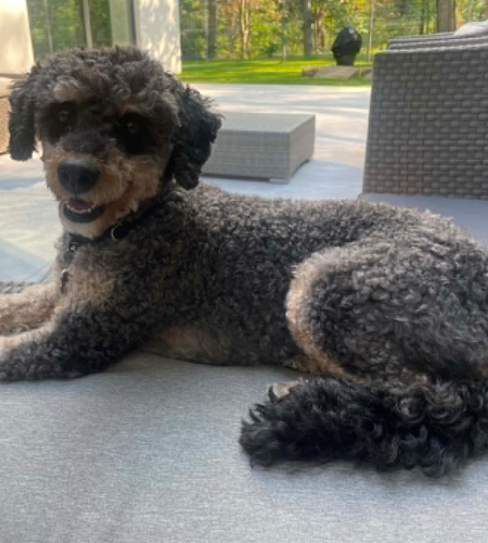 Lola2 Lola the poodle