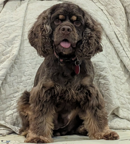 Millie3_2026 Millie the cocker spaniel