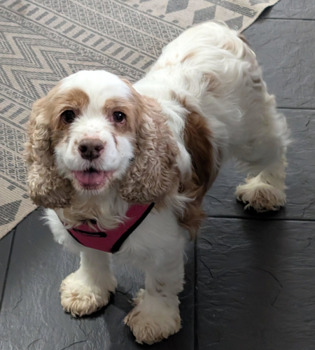 Misty_2026 Misty the cocker spaniel