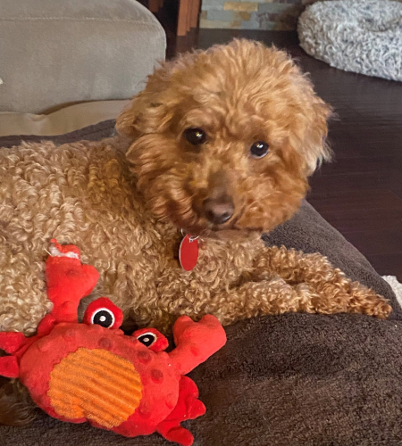 Rose_2026 Rose the miniature poodle
