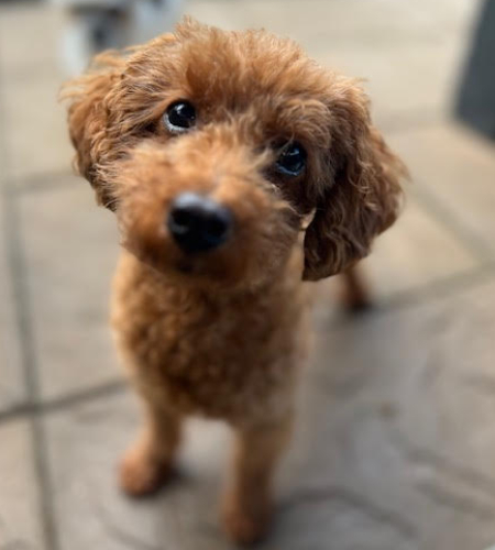 Sienna_2026 Sienna the miniature poodle