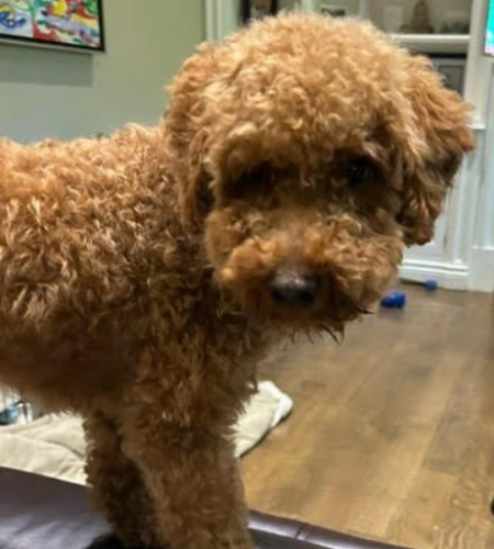 Suki_2026 Suki the red poodle