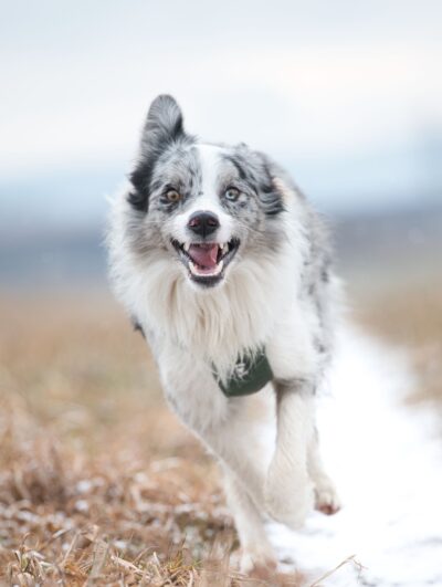 Dog running off-leash