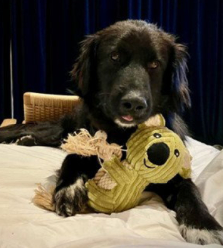 Karti_new Karti, a big black dog