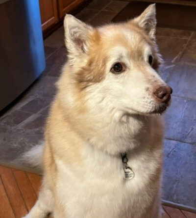 Nikko in memoriam