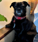 Portia the dog