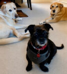 Portia with brothers Sully and Cooper