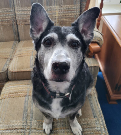 Ricky the corgi mix