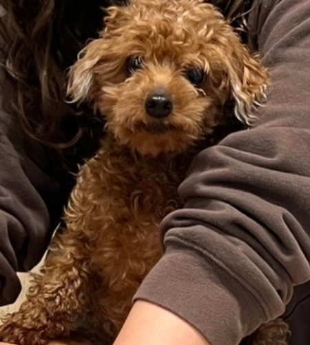 Rusty the dog