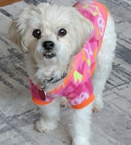 Honey_InMemory Honey, a little white dog
