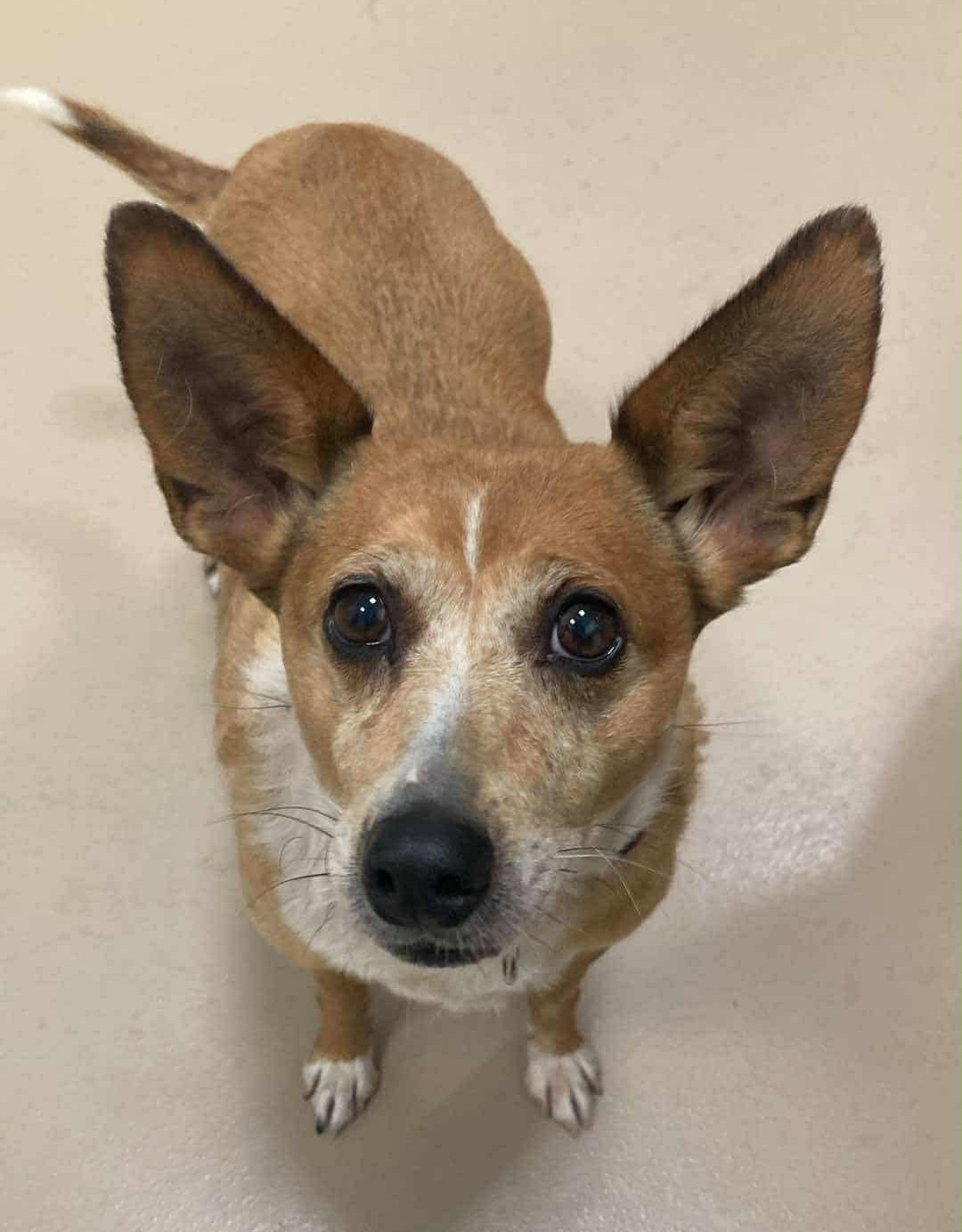 Penny