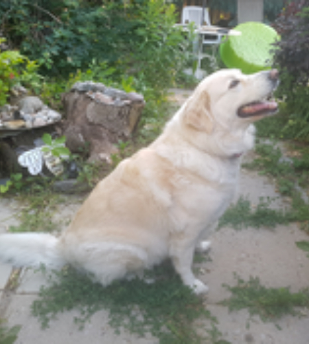 Ruby_InMemory-1 Ruby, a large golden dog