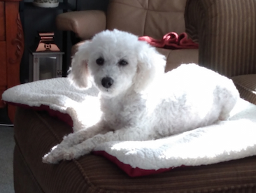 Sophie_AdoptionUpdate Sophie, a small white dog
