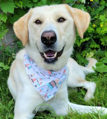 Whimsy_2026 Whimsy the golden retriever mix