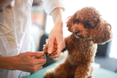 small red poodle having its nails cut